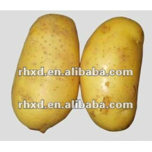 fresh holand potato 10kg/carton